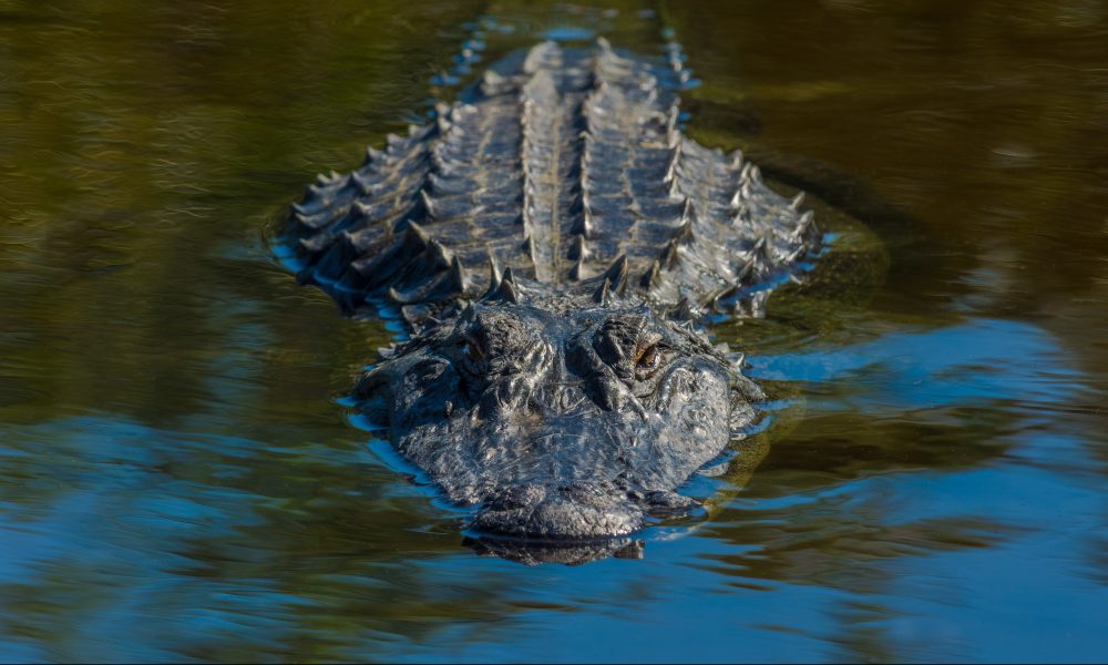 Registration for alligator hunting tags is now open