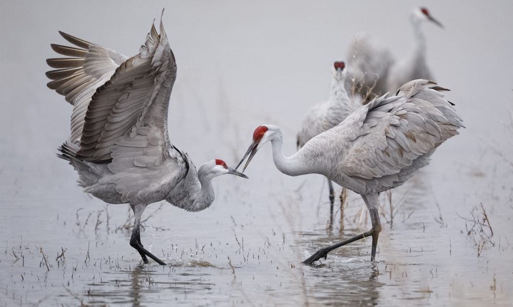 Registration for Alabama’s inaugural sandhill crane season opens tomorrow