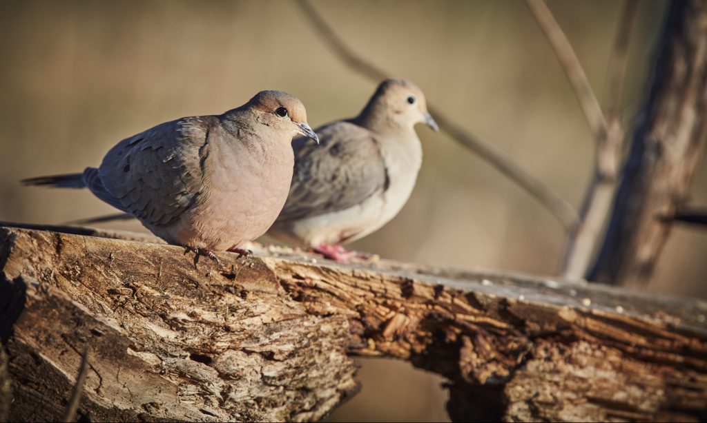 Dove season begins in most Alabama counties on Saturday