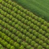 An aerial view of trees in an orchard.