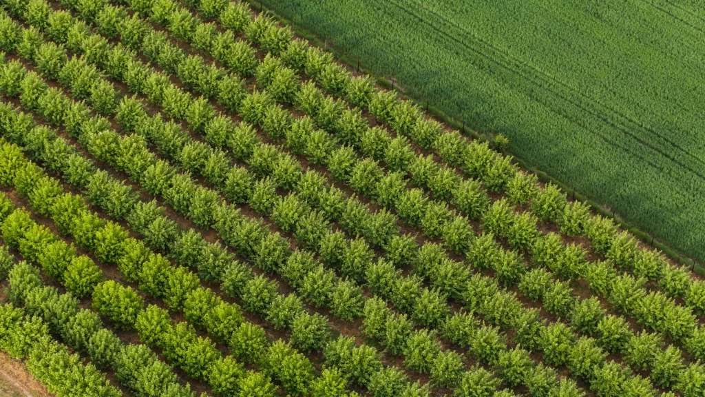 An aerial view of trees in an orchard.