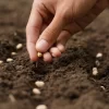 Hand growing seeds of vegetable on sowing soil at garden metaphor gardening, agriculture concept.