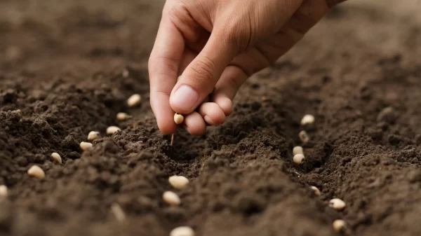 Hand growing seeds of vegetable on sowing soil at garden metaphor gardening, agriculture concept.