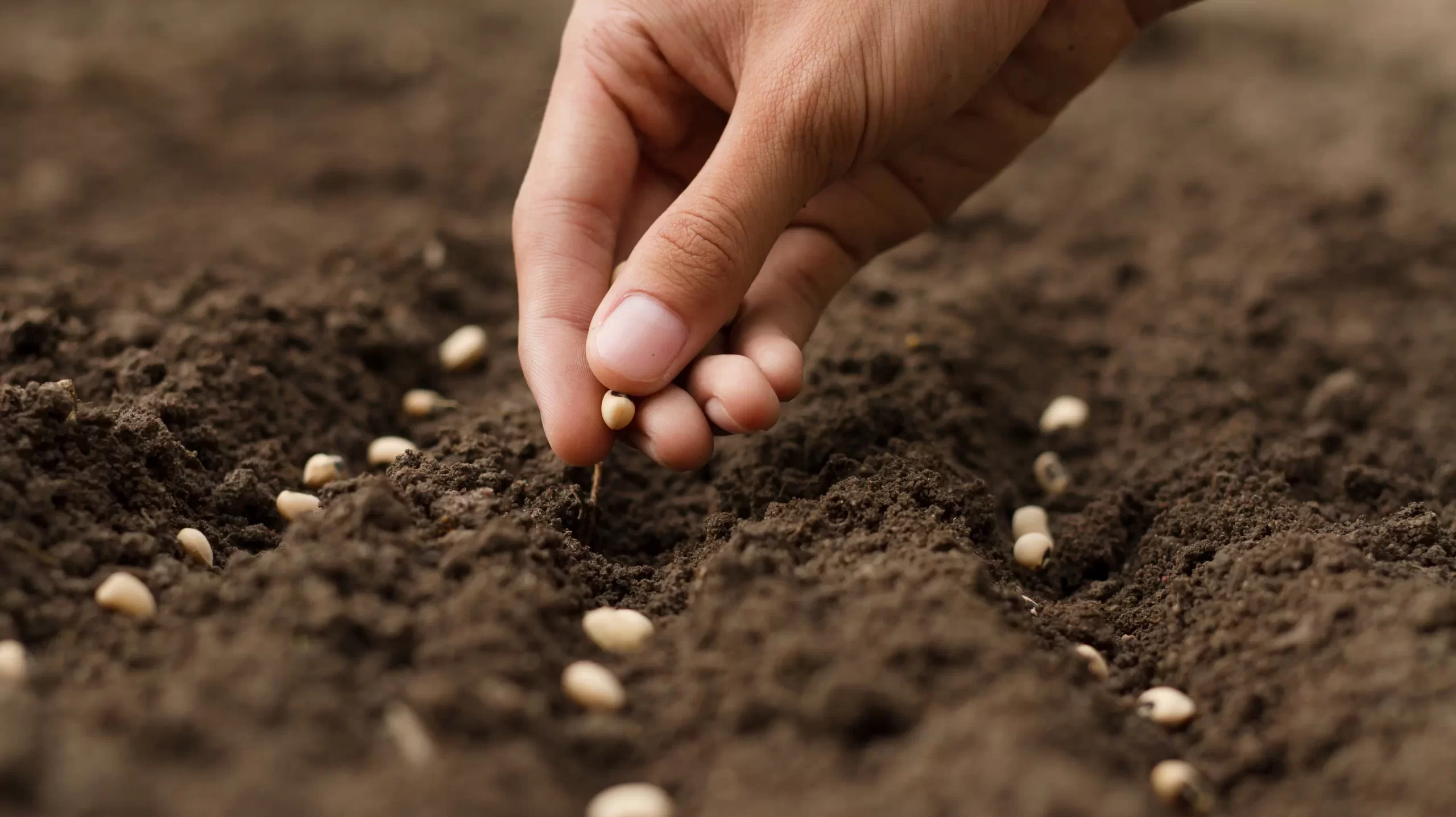 Hand growing seeds of vegetable on sowing soil at garden metaphor gardening, agriculture concept.